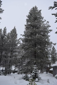 Trees against sky during winter