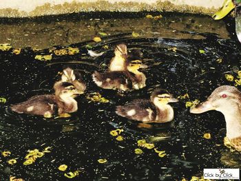 High angle view of ducks swimming in water