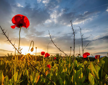 Close-up of poppy flowers in field