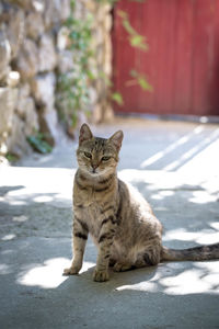 Portrait of cat sitting outdoors
