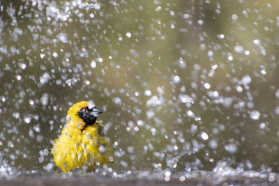 Bird perching on a leaf