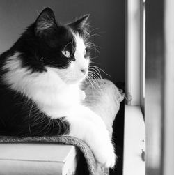 Close-up of a cat looking away