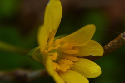 Close-up of yellow flower