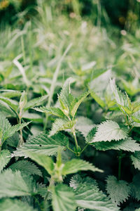 Close-up of plant growing on field