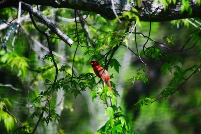 Bird perching on branch