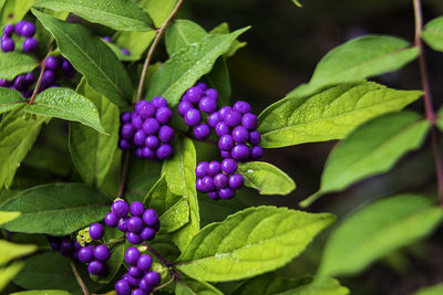 Close-up of purple berries growing on plant