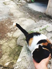 High angle view of person hand with cat