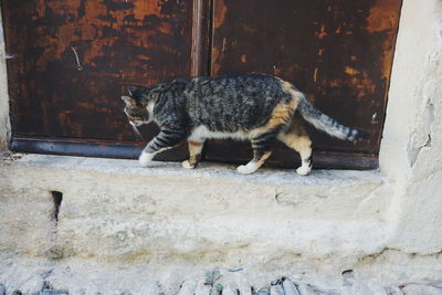 Cat on brick wall