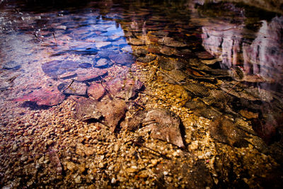 View of crocodile in water