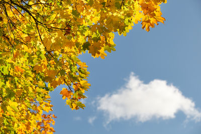 Low angle view of autumn leaves against sky