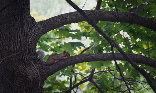 Close-up of lizard on tree