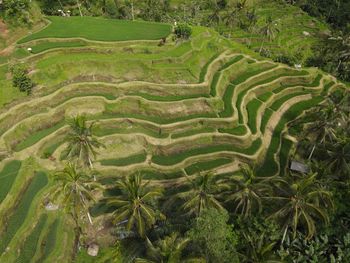 High angle view of agricultural field