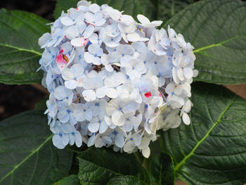 Close-up of white flowering plant