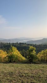 Scenic view of field against clear sky