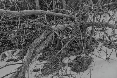 Close-up of bare tree