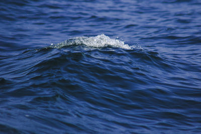 Close-up of swimming in sea