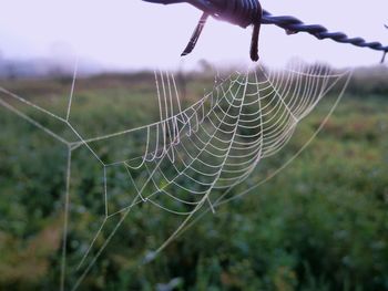 Close-up of wet spider web against blurred background