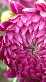 Close-up of pink flowers blooming outdoors