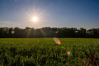 Scenic view of field against sky