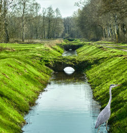 Drainage ditch to drain the bog area, with small footbridges, a grey heron and embankments 