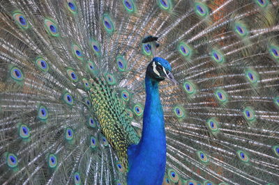 Close-up of peacock