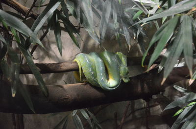 Close-up of green lizard on plant