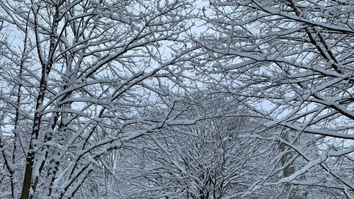 Low angle view of frozen bare tree against sky
