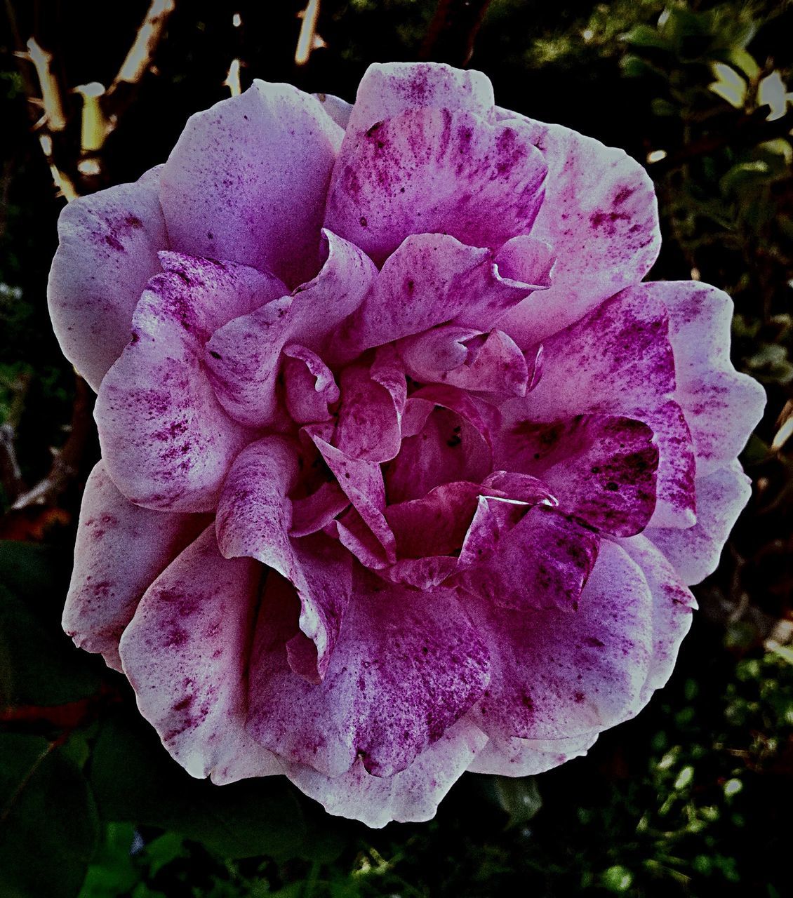 flower, petal, flower head, fragility, freshness, close-up, growth, beauty in nature, focus on foreground, rose - flower, blooming, nature, single flower, drop, purple, in bloom, plant, wet, outdoors, no people