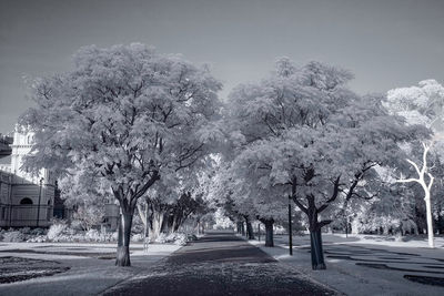Road amidst trees against sky in city