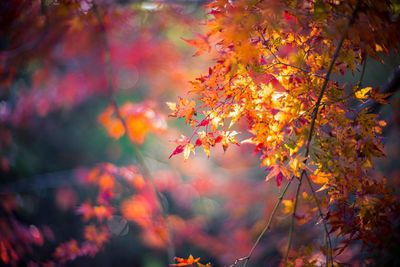 Close-up of maple leaves on tree during sunset