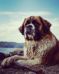 Dog looking away against sky