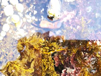 Close-up of jellyfish swimming in sea