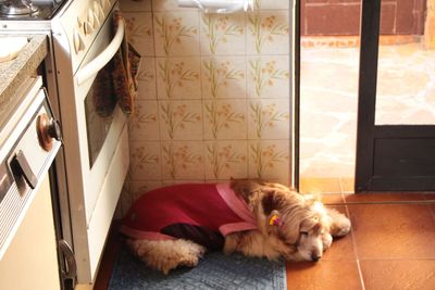 Portrait of dog lying on floor at home