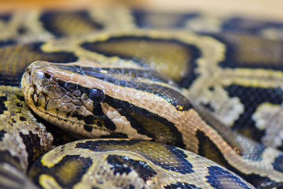 Close-up of python