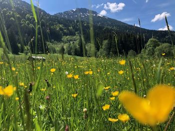 Flowering plants against snowcapped mountains 