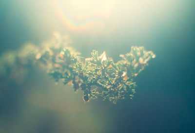 Abstract close-up of plant against bright lens flare