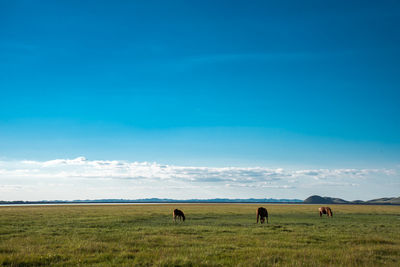 Horses in a field