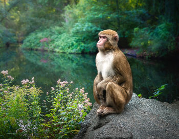 Monkey sitting on field