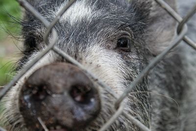 Close-up portrait of a pig