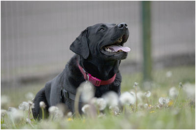 Dog looking away