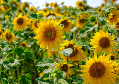 Close-up of sunflowers on flowering plant