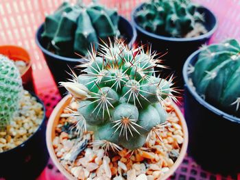 Close-up of cactus potted plants