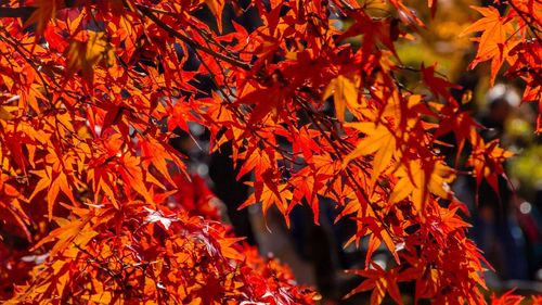 Close-up of maple leaves on tree during autumn