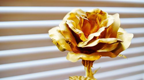 Close up of gold rose
