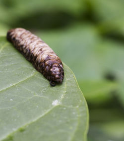 Close-up of insect on leaf