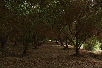 View of trees in park