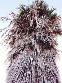 Close-up of lizard on leaf