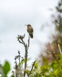 Low angle view of bird perching on branch against sky