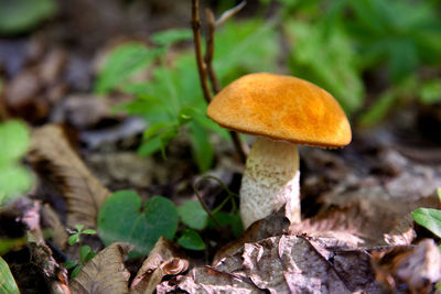 Close-up of mushroom growing on field