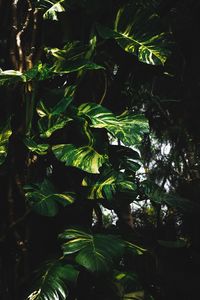 Close-up of green leaves
